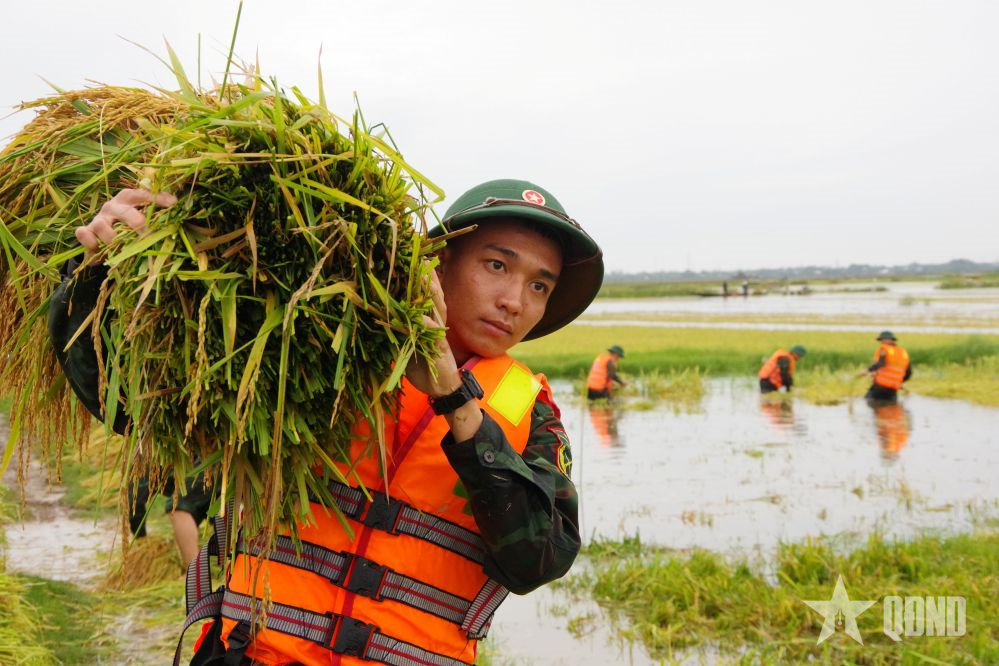 Hơn 300 cán bộ, chiến sĩ Sư đoàn 968 tích cực, khẩn trương giúp dân thu hoạch lúa bị ngập lụt